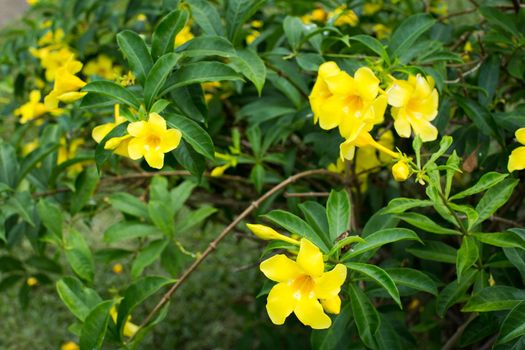 Forsythia flowers on a Bush with green leaves.