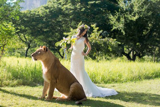 Beautiful bride and a lioness in the picturesque nature