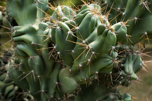 A plantation of green cacti on an exotic island.