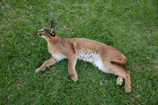 Lynx in the grass in the wild