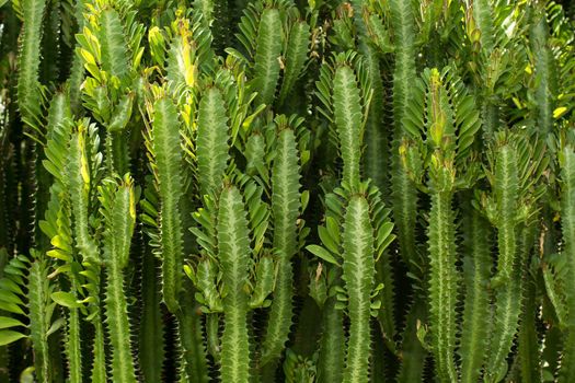 A plantation of green cacti on an exotic island.