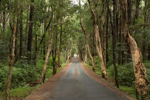 A road in the forest on an exotic island.