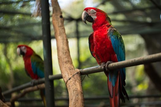 Scarlet macaw parrot bird, beautiful red bird perching on the wooden log