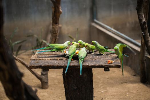 Lovebirds of green color eat from the feeder.