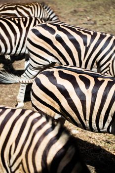 A herd of zebras in the wild. Mauritius.