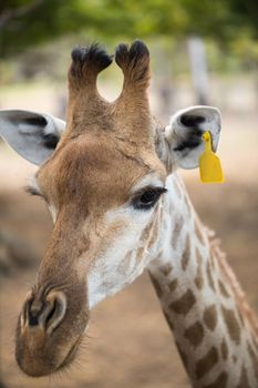 Reticulated giraffe close-up at the zoo. Mauritius.