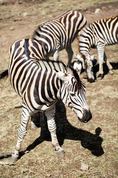 A herd of zebras in the wild. Mauritius.