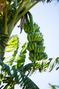 Bunch of banana on the palm tree.