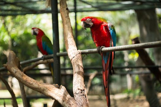 Scarlet macaw parrot bird, beautiful red bird perching on the wooden log