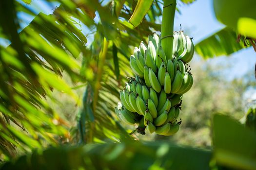 Bunch of banana on the palm tree.