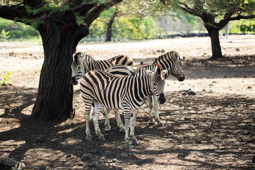 A herd of zebras in the wild. Mauritius.