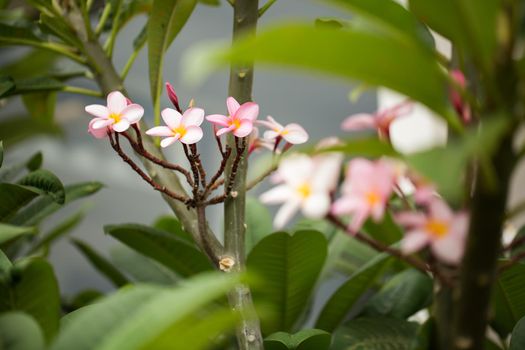 frangipani flowers Close up beautiful Plumeria. Amazing of Thai frangipani flowers on green leaf background. Thailand spa and therapy flower