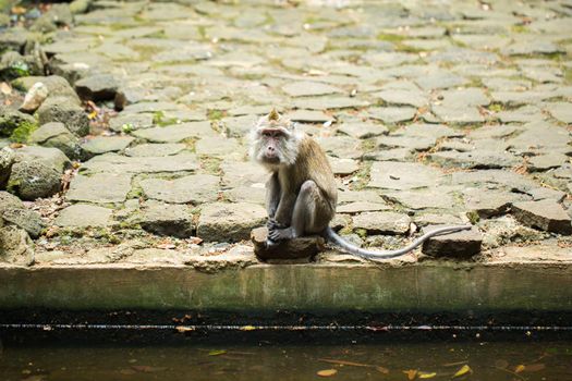 A little monkey drinks water from a pond.