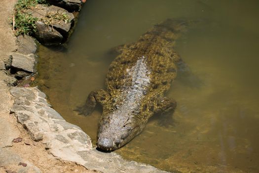 Crocodile in the pond at the zoo.