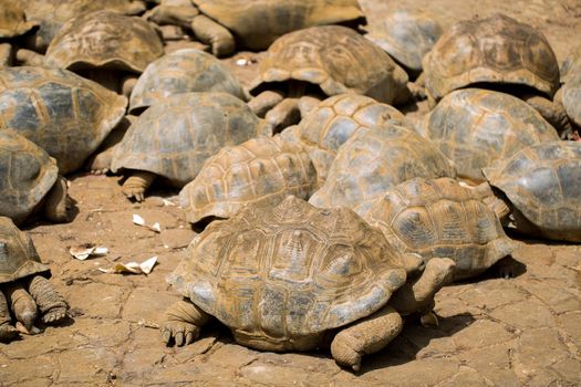 Many giant tortoises in the national Park La Vanille, Mauritius.