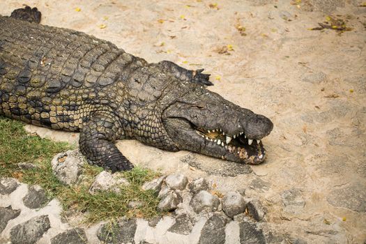 Crocodile on the sand in the zoo.