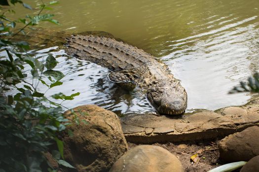 Crocodile in the pond at the zoo.