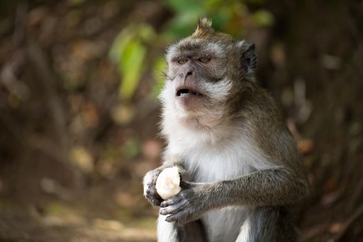 A monkey eats a banana in a natural environment park.