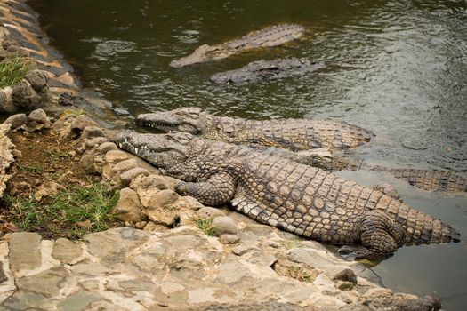 Crocodile in the pond at the zoo.