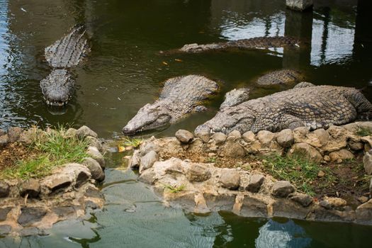 Crocodiles in the La Vanilla reserve, Mauritius