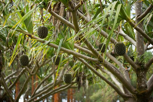 Pandanus fruits grow on a tree on the island.