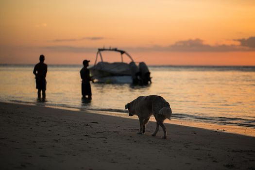 The dog is on the shore of the Indian ocean at sunset