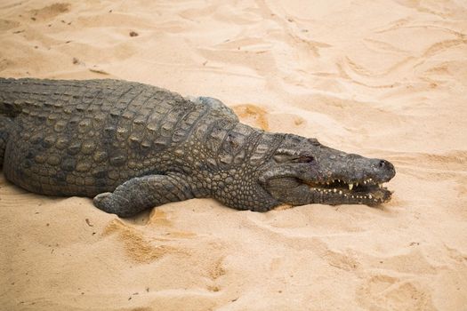 Crocodile on the sand in the zoo