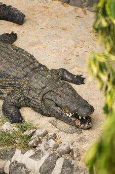 Crocodile on the sand in the zoo.