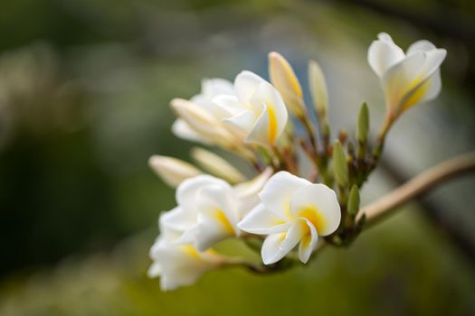 White and yellow plumeria flowers on a tree