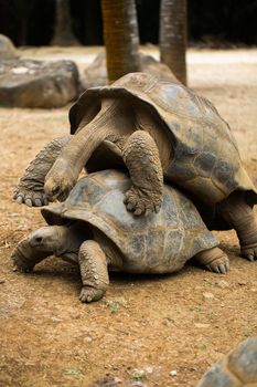 Huge Seychelles tortoises mating at the zoo.