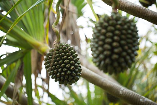 Pandanus fruits grow on a tree on the island.