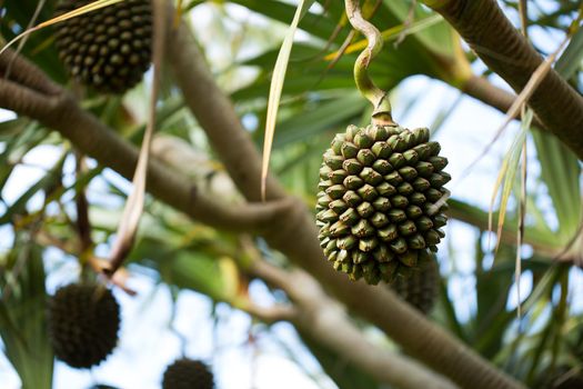 Pandanus fruits grow on a tree on the island.