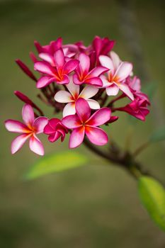 Pink plumeria on the plumeria tree, frangipani tropical flowers.