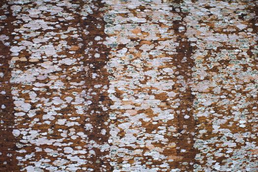 The texture of the bark of a palm tree in close-up.