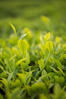 Green tea bud and fresh leaves. Tea plantations.