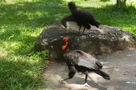 A bird in the zoo. The Red Book.