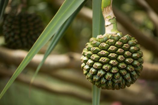 Pandanus fruits grow on a tree on the island.