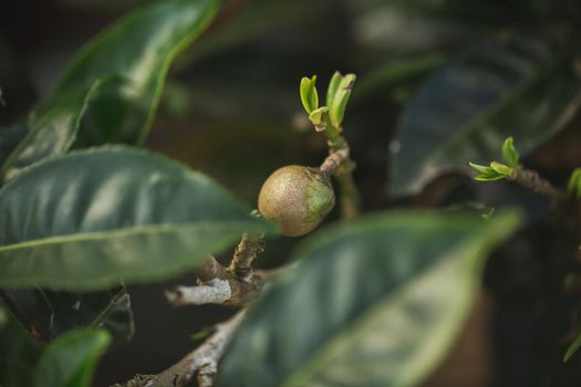 Green tea bud and fresh leaves. Tea plantations.