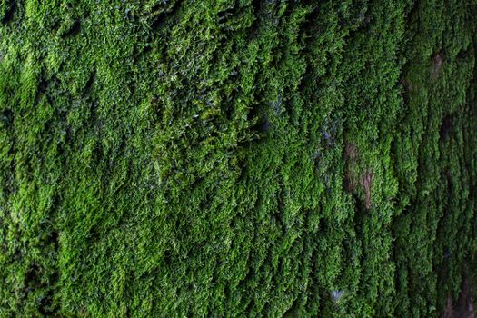 Moss texture. Moss background. Green moss on grunge texture, background