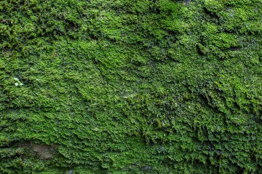 Moss texture. Moss background. Green moss on grunge texture, background