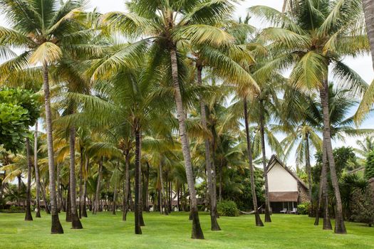Garden with coconut palm trees and lawn.