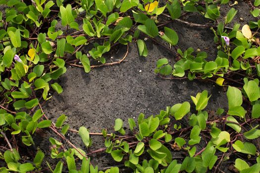 The black concrete wall is braided with green leaves.