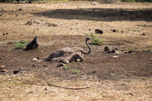 Ostrich incubates the eggs in the wild. Mauritius.