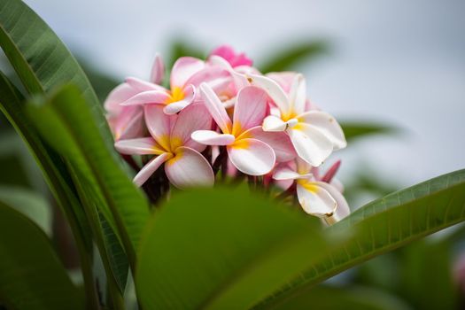 frangipani flowers Close up beautiful Plumeria. Amazing of Thai frangipani flowers on green leaf background. Thailand spa and therapy flower