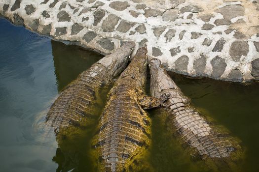 Crocodiles in the La Vanilla reserve, Mauritius