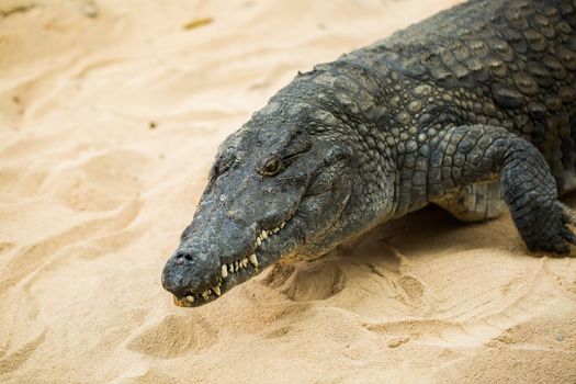 Crocodile on the sand in the zoo.