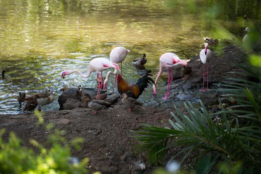 Flamingo, rooster, chicken, duck near water on the farm.