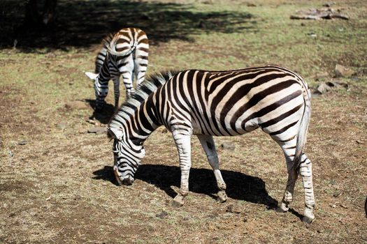 A herd of zebras in the wild. Mauritius.