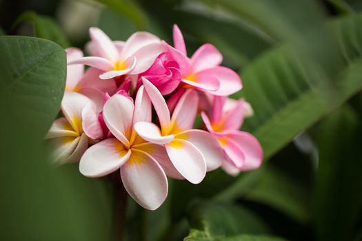 frangipani flowers Close up beautiful Plumeria. Amazing of Thai frangipani flowers on green leaf background. Thailand spa and therapy flower