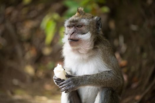 A monkey eats a banana in a natural environment park.